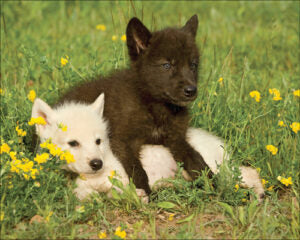 Cutest Critter #32536