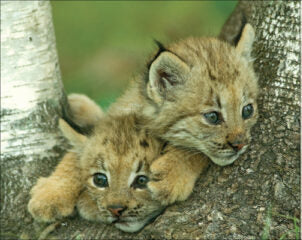 Cutest Critter #32536