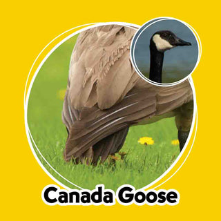 Whose Butt Memory Game #55221