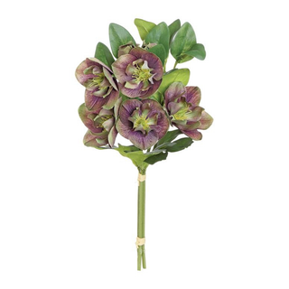 Helleborus Bundle Purple #6385-PU