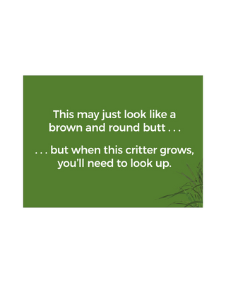 Whose Baby Butt? #37838