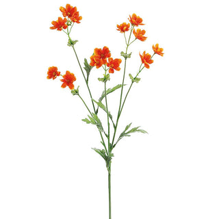 Baby Cosmos #GTC897-OR