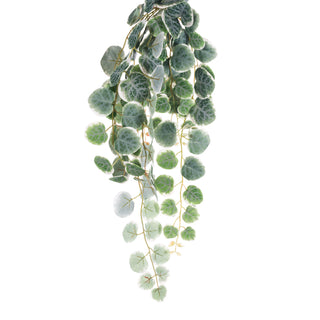 Medium Hanging Saxifraga #G1-8290