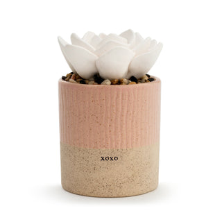 Succulent Oil Diffuser - XOXO #1004540039